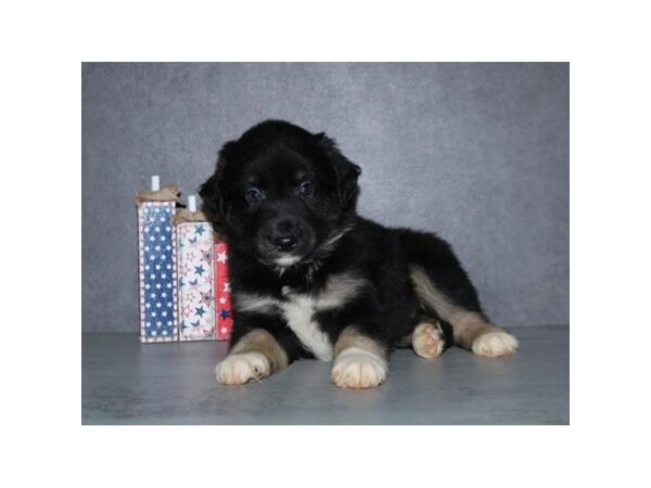 [#20916] Black Male Australian Shepherd Puppies for Sale