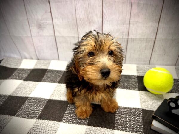 [#20918] Black Tan Male Yorkipoo Puppies for Sale