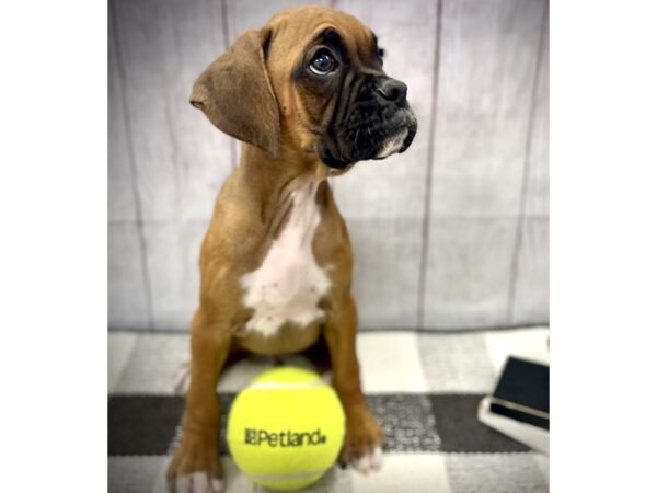 [#20934] Fawn Male Boxer Puppies for Sale