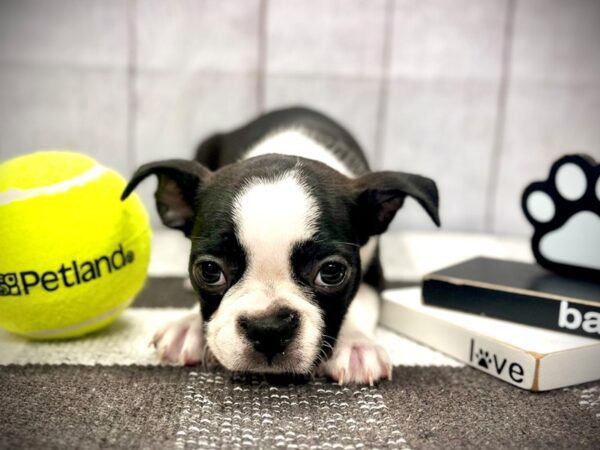 [#20928] Black / White Female Boston Terrier Puppies for Sale
