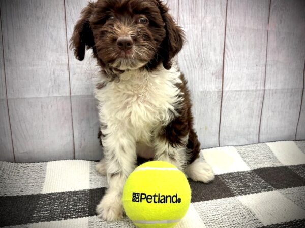 [#20929] Chocolate / White Female Aussiedoodle Mini Puppies for Sale