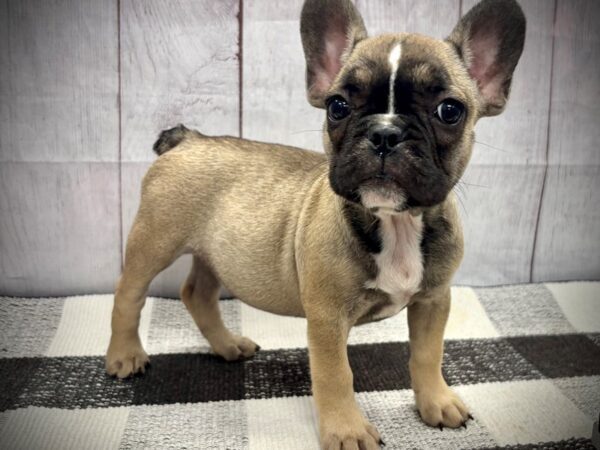 [#20936] Blue Fawn Female French Bulldog Puppies for Sale