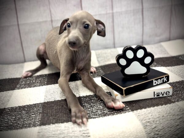 [#20935] Blue Fawn Male Italian Greyhound Puppies for Sale