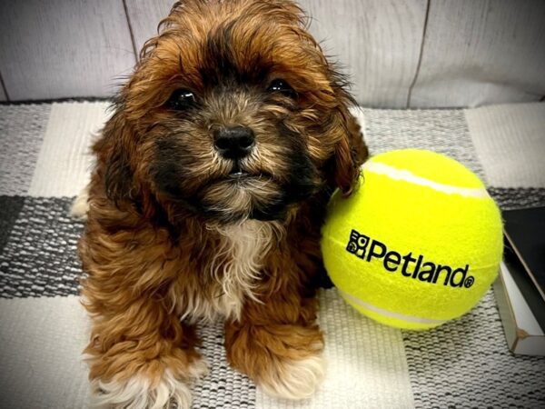 [#20946] Gold Male Shipoo Puppies for Sale