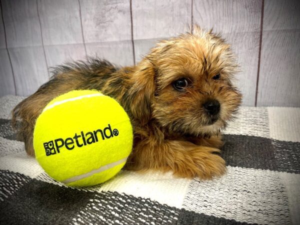 [#20945] Brindle Female Shorkie Puppies for Sale