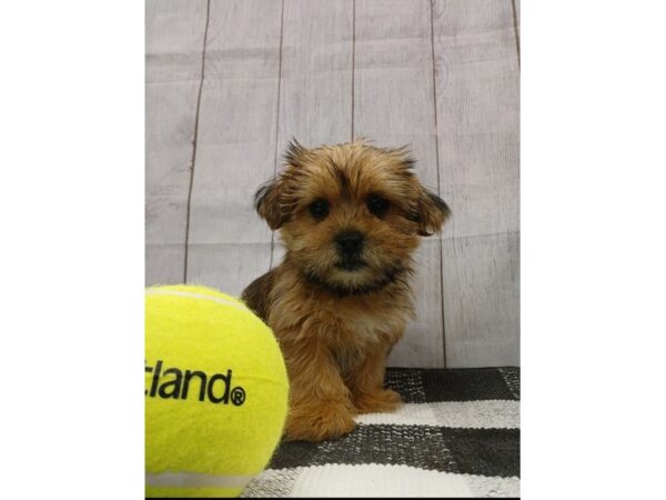 [#20943] Brindle Male Shorkie Puppies for Sale