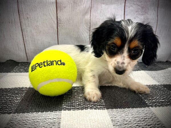 [#20958] Black / White Female Dorkie Puppies for Sale