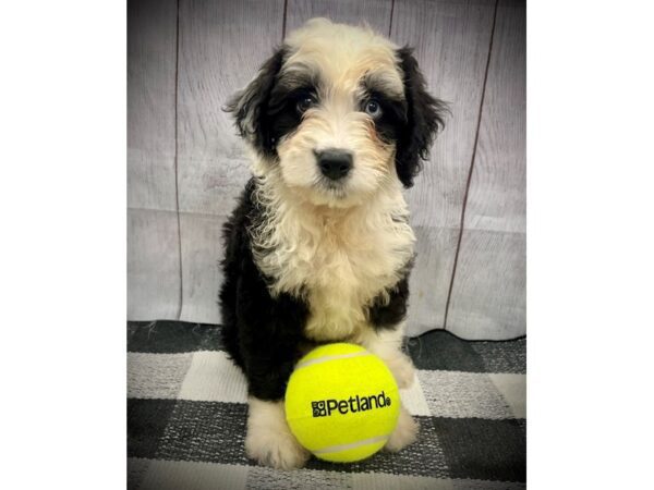 [#20969] Black White Female Aussiedoodle Puppies for Sale
