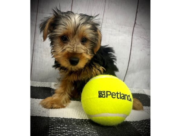 [#20964] Black Tan Male Yorkshire Terrier Puppies for Sale