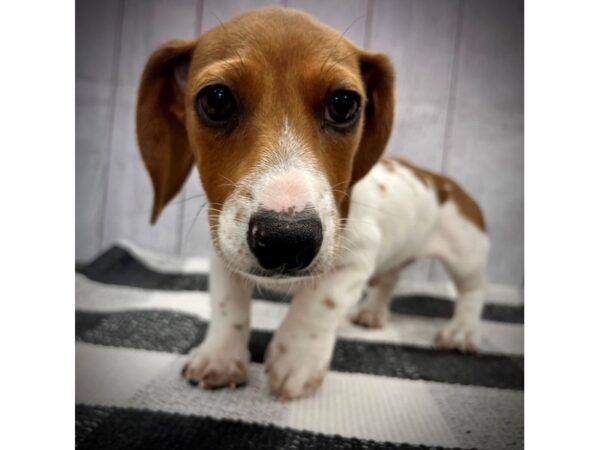 [#20961] Red Piebald Male Dachshund Puppies for Sale