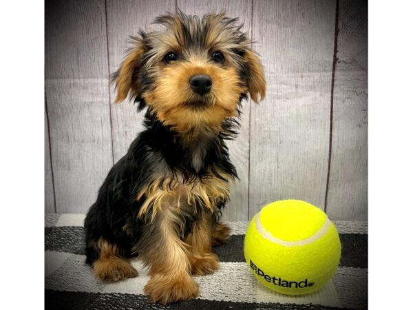 [#20963] Black Tan Male Yorkshire Terrier Puppies for Sale