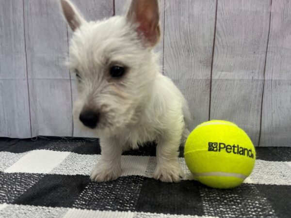 [#20956] White Male West Highland White Terrier Puppies for Sale