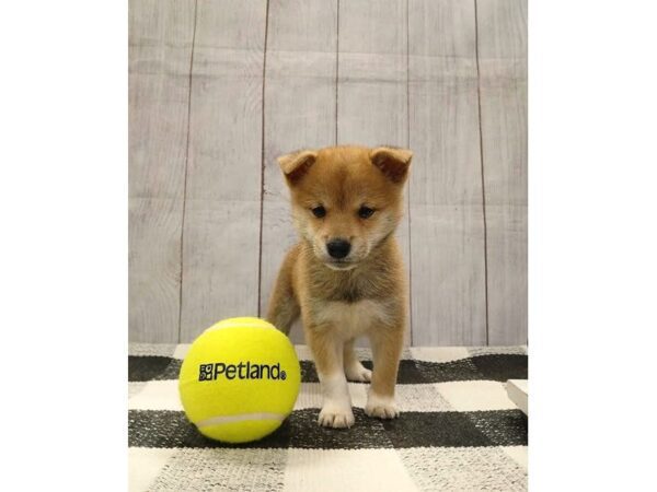 [#20970] Red White Male Shiba Inu Puppies for Sale