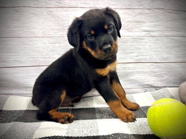 [#20981] Black / Tan Male Rottweiler Puppies for Sale