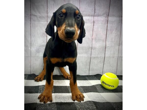 [#20978] Black / Rust Male Doberman Pinscher Puppies for Sale