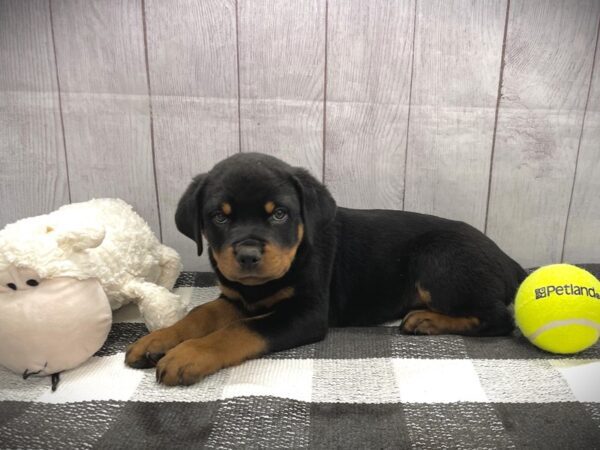 [#20975] Black / Tan Male Rottweiler Puppies for Sale