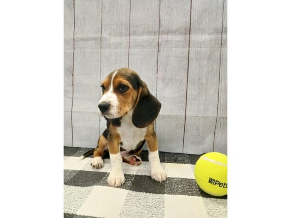 [#20984] Tri-Colored Male Beagle Puppies for Sale