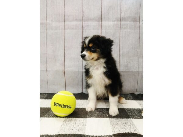 [#20983] Black White / Tan Male Miniature Australian Shepherd Puppies for Sale