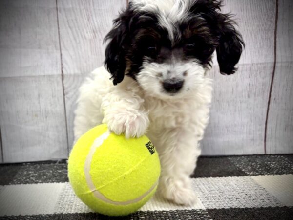 [#20985] Black / White Female Goldendoodle Mini 2nd Gen Puppies for Sale
