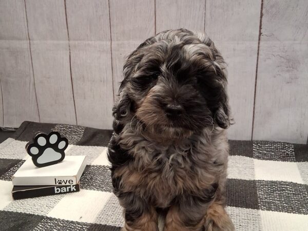 [#20982] Male Mini Goldendoodle Puppies for Sale