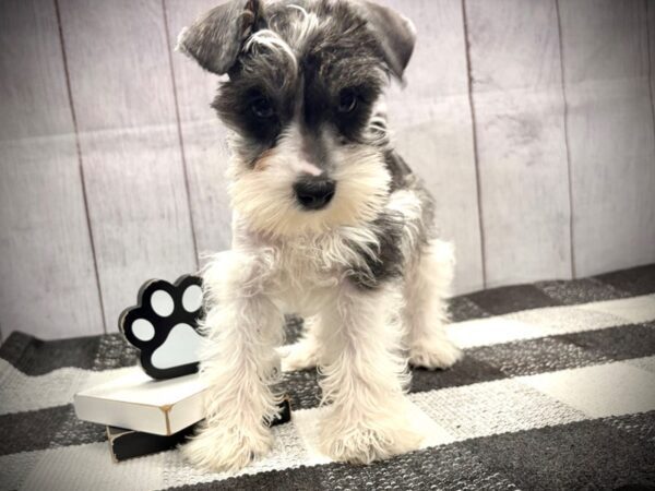 [#20987] Black / White Female Miniature Schnauzer Puppies for Sale