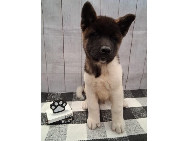 [#20986] Black / White Male Akita Puppies for Sale