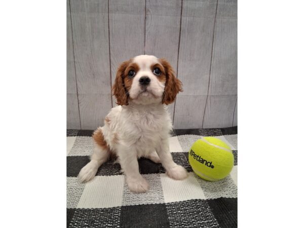 [#20991] Blenheim Female Cavalier King Charles Spaniel Puppies for Sale