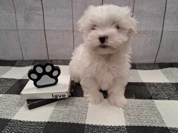 [#20993] White Male Maltese Puppies for Sale