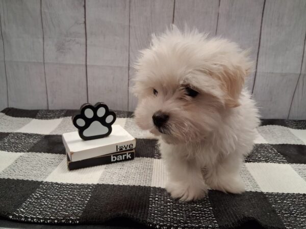 [#20994] White Male Maltese Puppies for Sale