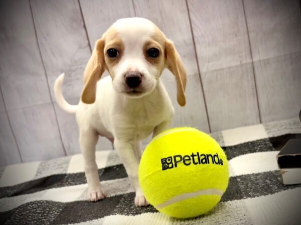 [#21021] Lemon and White Male Beagle Puppies for Sale