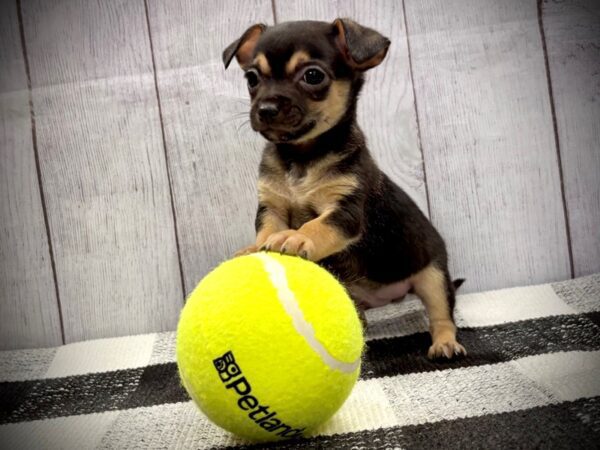 [#21044] Black Tan Male Chihuahua Puppies for Sale