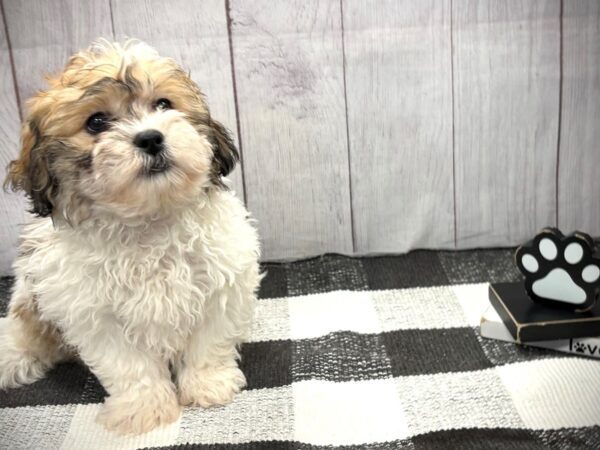 [#21049] Brown White Male Teddy Bear Puppies for Sale