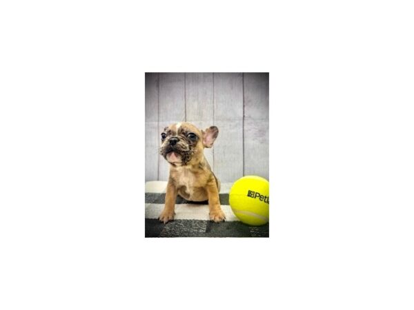 [#21055] Red Merle Female French Bulldog Puppies for Sale