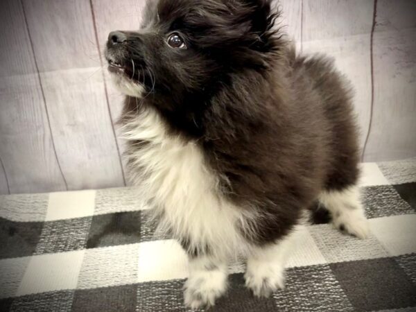 [#21068] Black / White Male Pomeranian Puppies for Sale