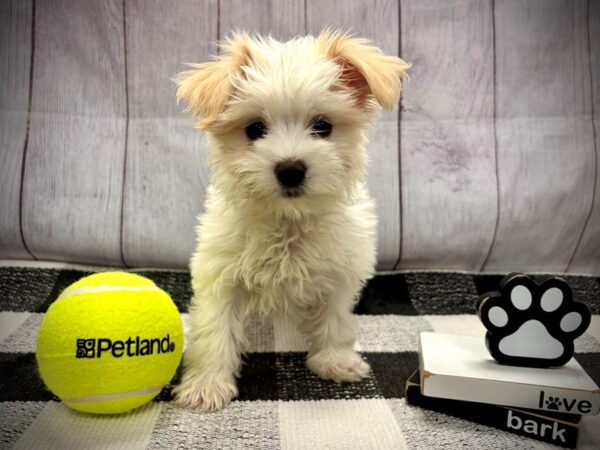 [#21083] Cream Female Silktese Puppies for Sale