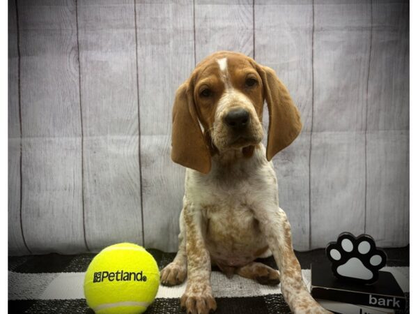 [#21087] Red and White Male ENGLISH COON HOUND Puppies for Sale