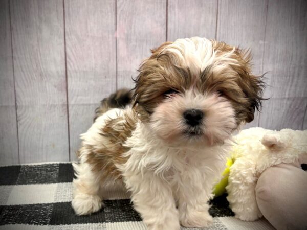 [#21093] Brown White Male Teddy Bear Puppies for Sale