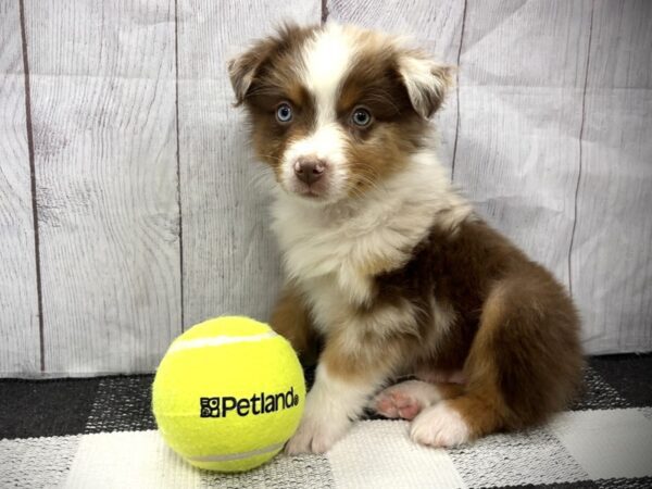 [#21096] Red Merle Male Australian Shepherd Puppies for Sale