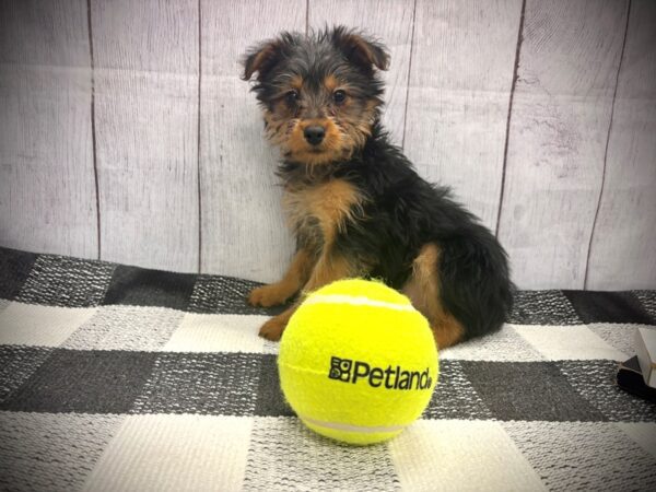 [#21102] Black and Tan Male Silky Terrier Puppies for Sale