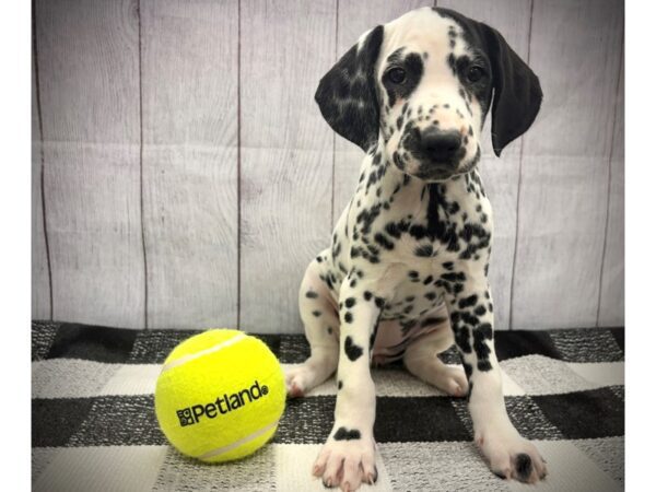 [#21110] White and Black Female Dalmatian Puppies for Sale