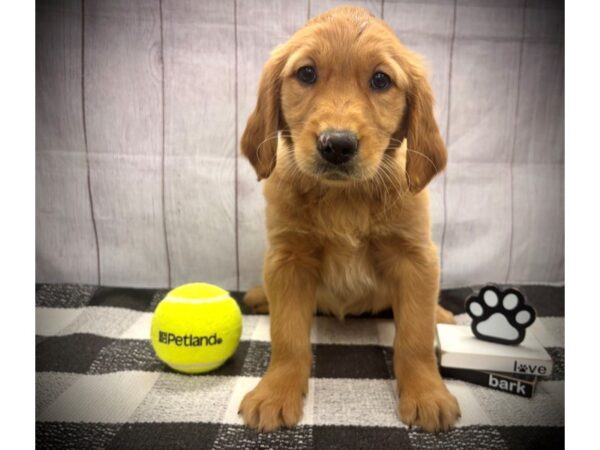 [#21109] Dark Golden Male Golden Retriever Puppies for Sale