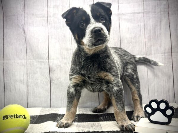 [#21113] Blue Mottled Male Australian Cattle Dog Puppies for Sale