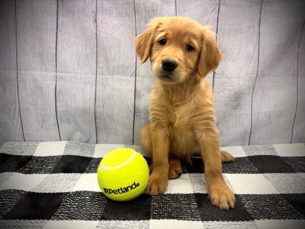 [#21116] Dark Golden Female Golden Retriever Puppies for Sale