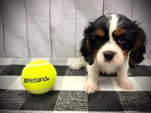 [#21117] Tri Color Male Cavalier King Charles Spaniel Puppies for Sale