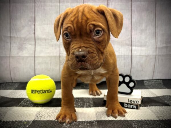 [#21138] Red Male Dogue De Bordeaux Puppies for Sale