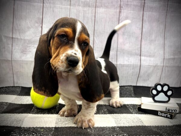 [#21135] Black White and Tan Male Basset Hound Puppies for Sale
