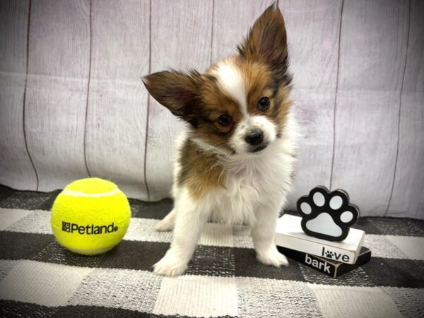 [#21134] Brown and White Male Papillon Puppies for Sale