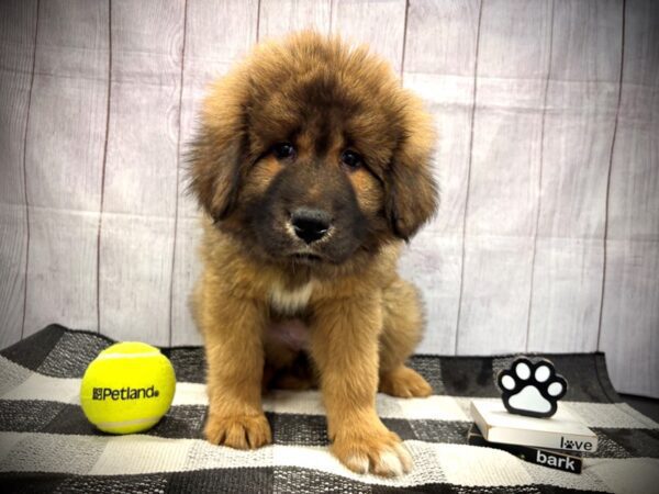 [#21125] Brown Female Tibetan Mastiff Puppies for Sale
