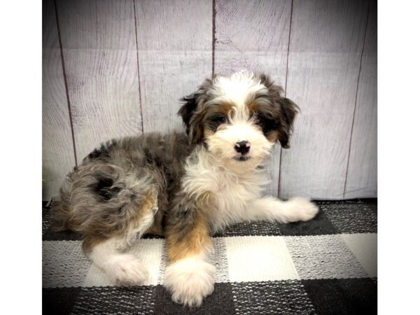 [#21128] Blue Merle Female Toy Aussie Poo Puppies for Sale
