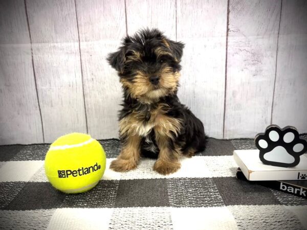 [#21124] Black and Tan Male Biewer Yorkie Puppies for Sale